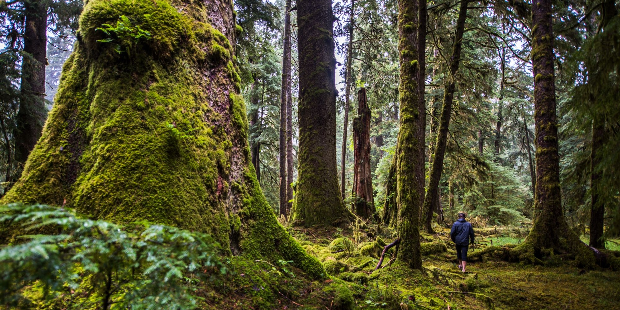 A person walks through thick, lush rainforest surrounded by moss-covered trees