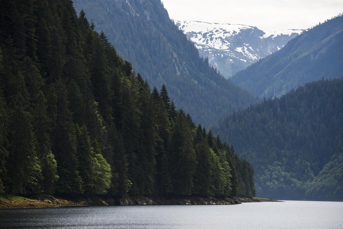 A few of the Khutzeymateen Inlet, surrounded by steep mountains covered in evergreen trees in Northern BC