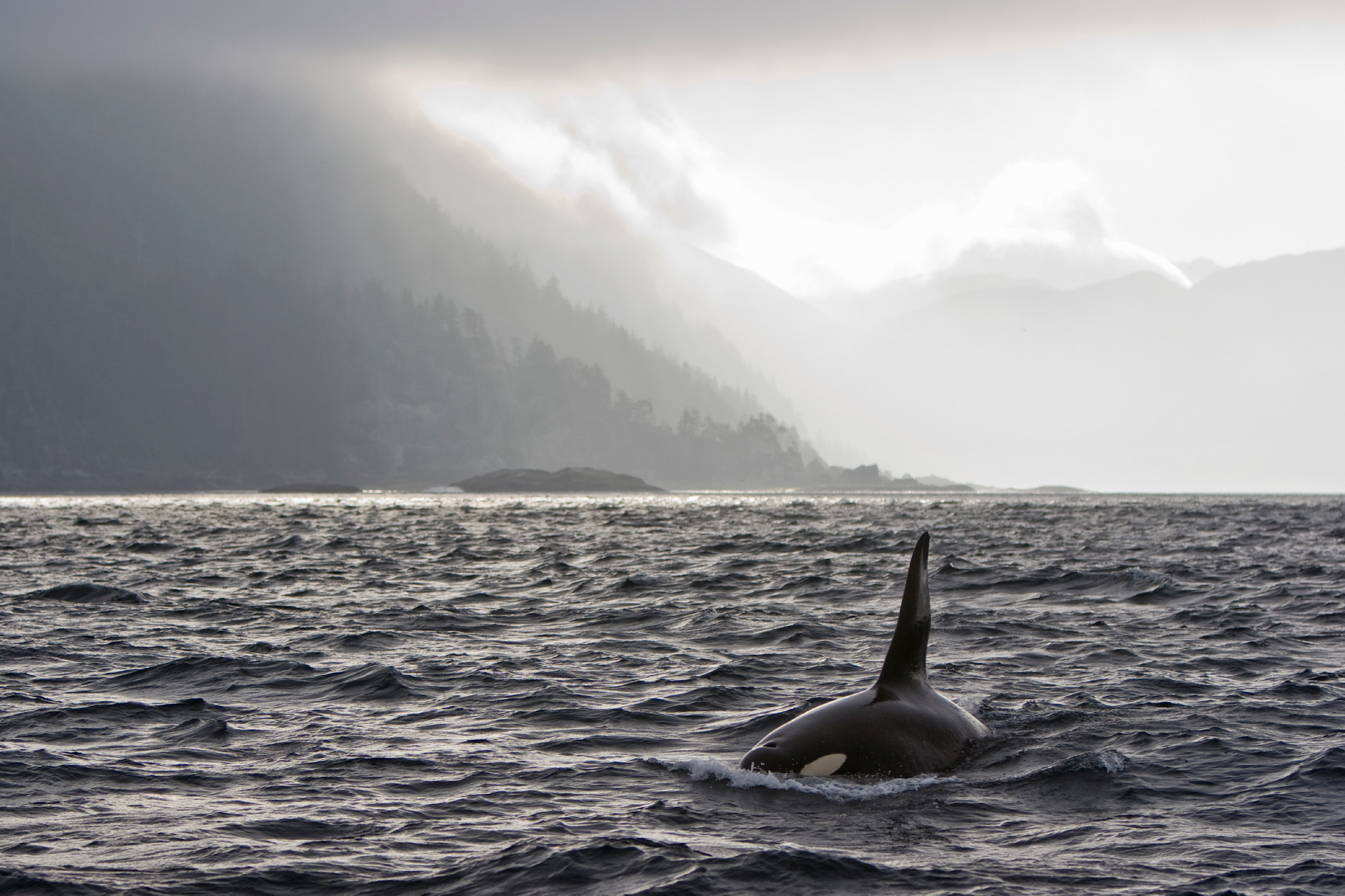 Whale Watching in BC Canada