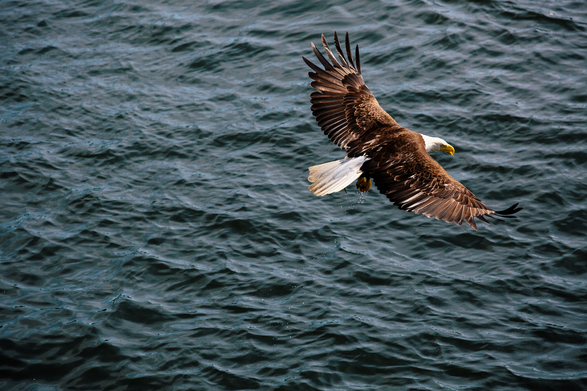 Birdwatching in BC Canada