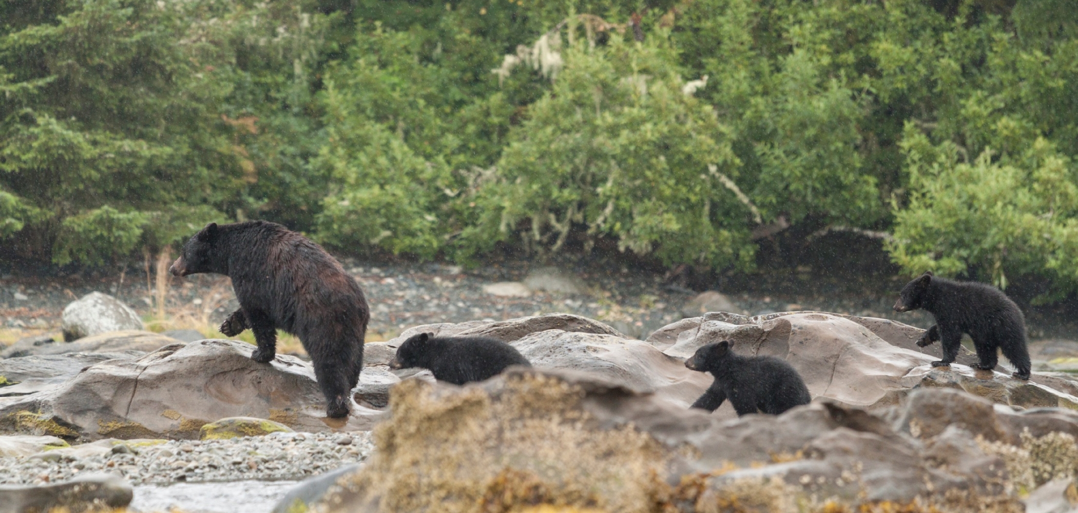 Nature & Wildlife in BC Canada