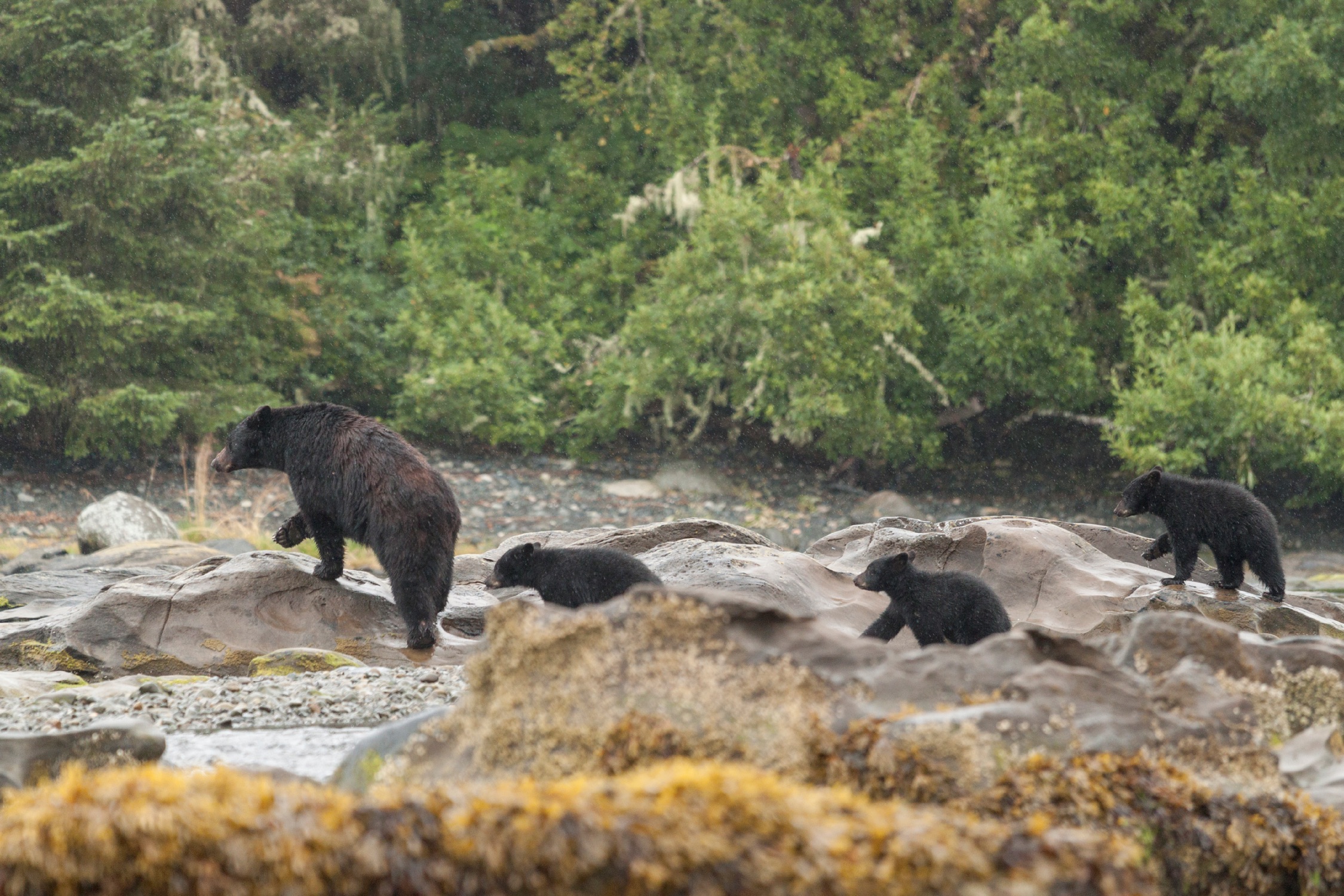 Nature & Wildlife in BC Canada