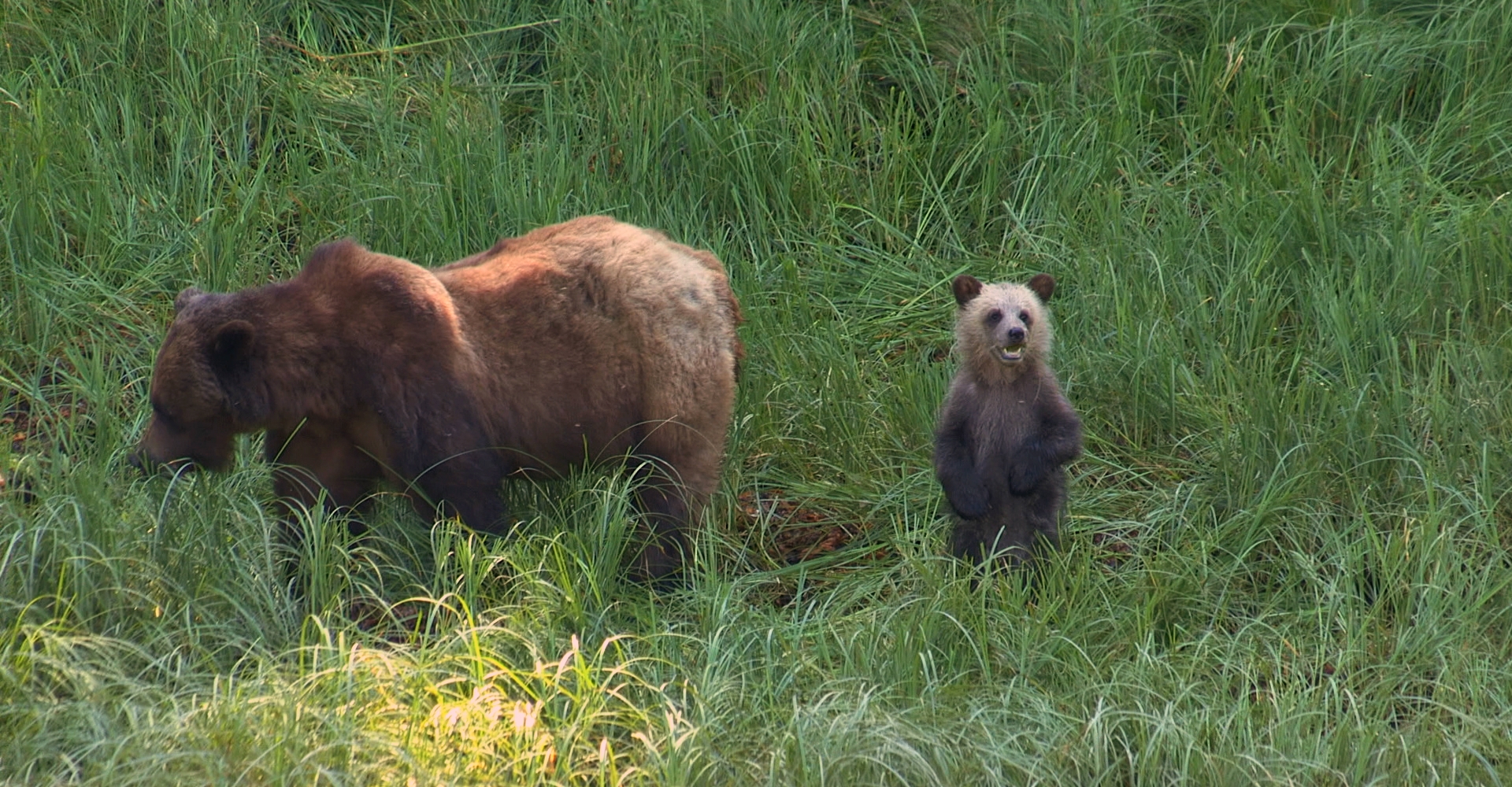 A grizzly cub stands on its hind legs with the mother bear next to it in the grass at the Khutzeymateen Grizzly Bear Sanctuary