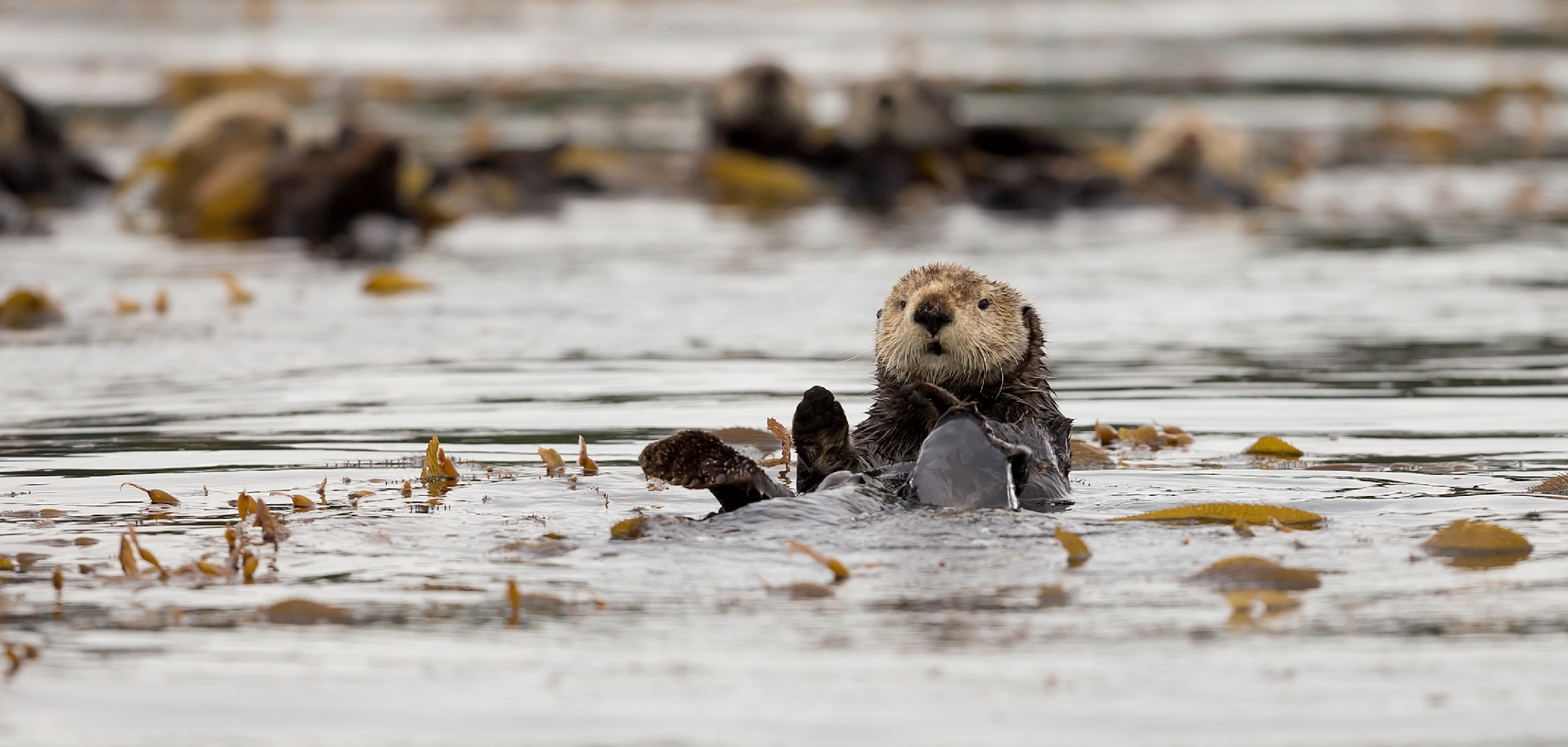 Sea Otter near Spring Island by Kyuquot Sound