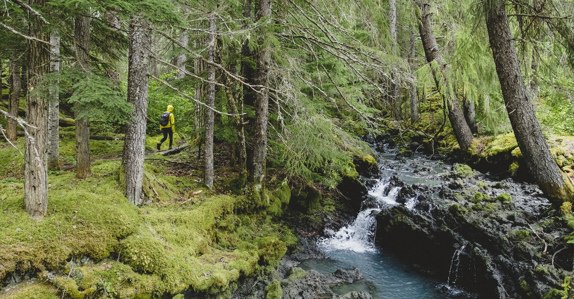 A person walks through the forest by a river