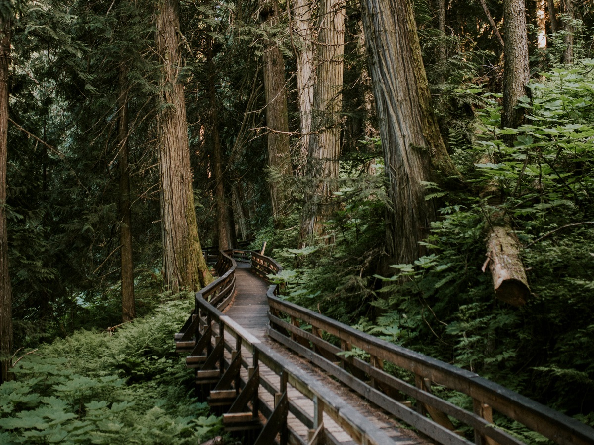 Ancient Forest near Prince George | Jongsun Park