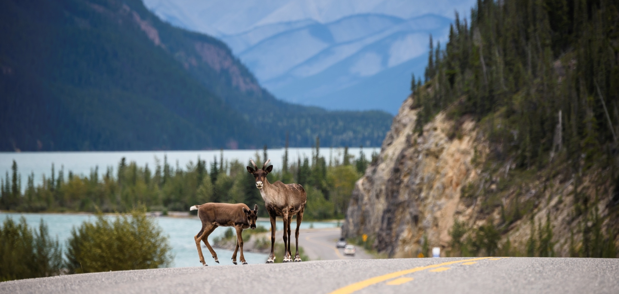 Two caribou stand by the shoulder of a mountain road along the Alaska Highway at Muncho Lake