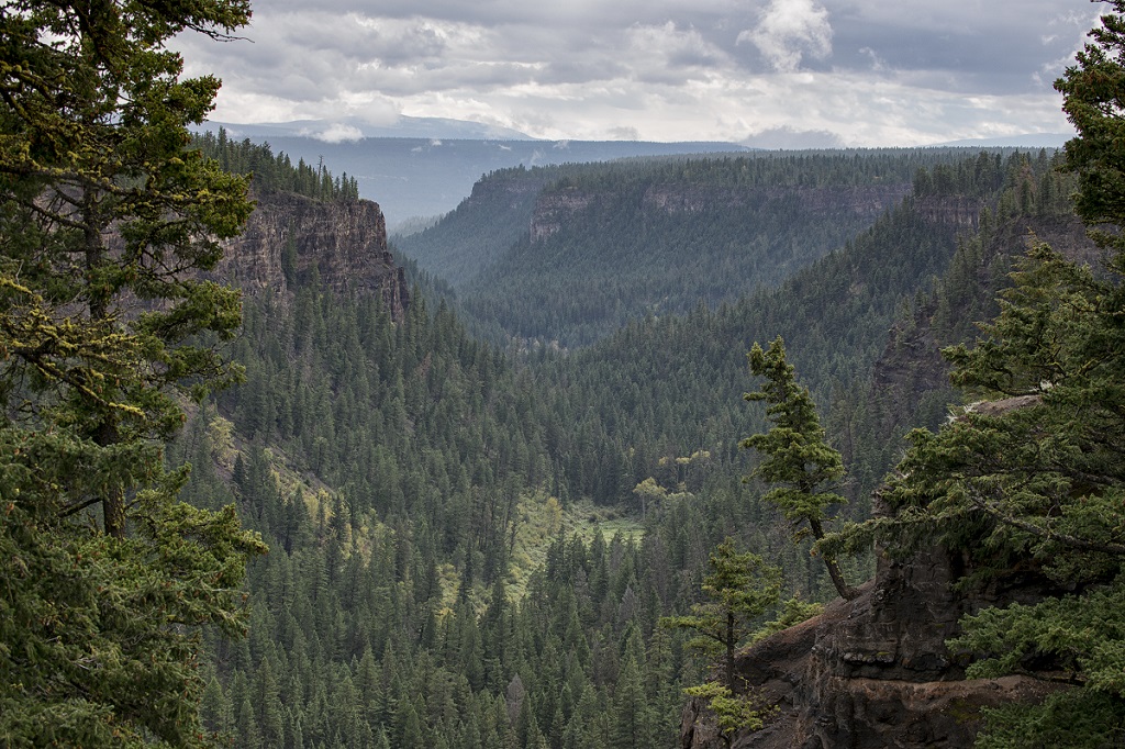 A stunning mountain landscape filled with pine trees.