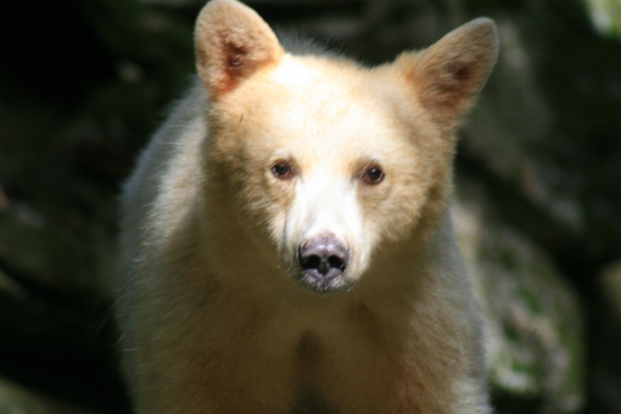 Spirit Bear Lodge