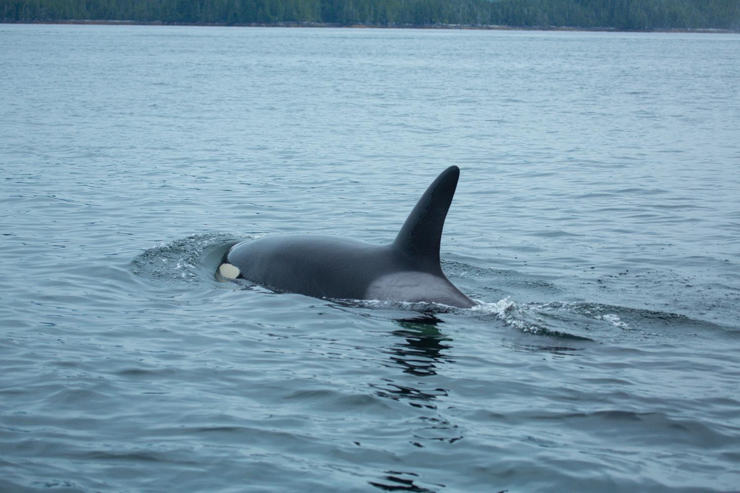 Spirit Bear Lodge