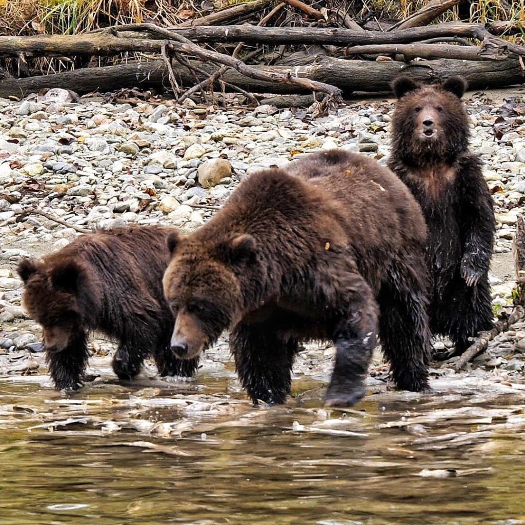 Grizzly mom and her cubs fishing for salmon in Tweedsmuir Provincial Park.