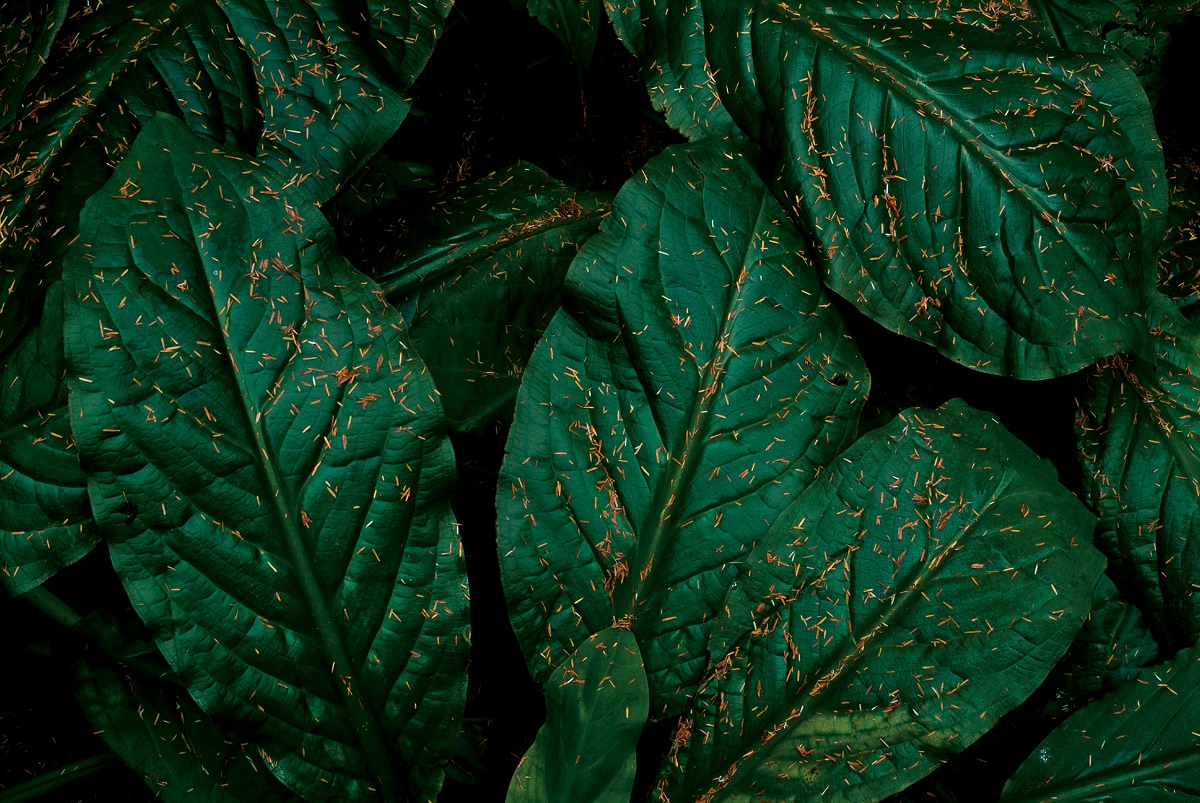 Close-up of green leaves in Pacific Rim National Park, Vancouver Island