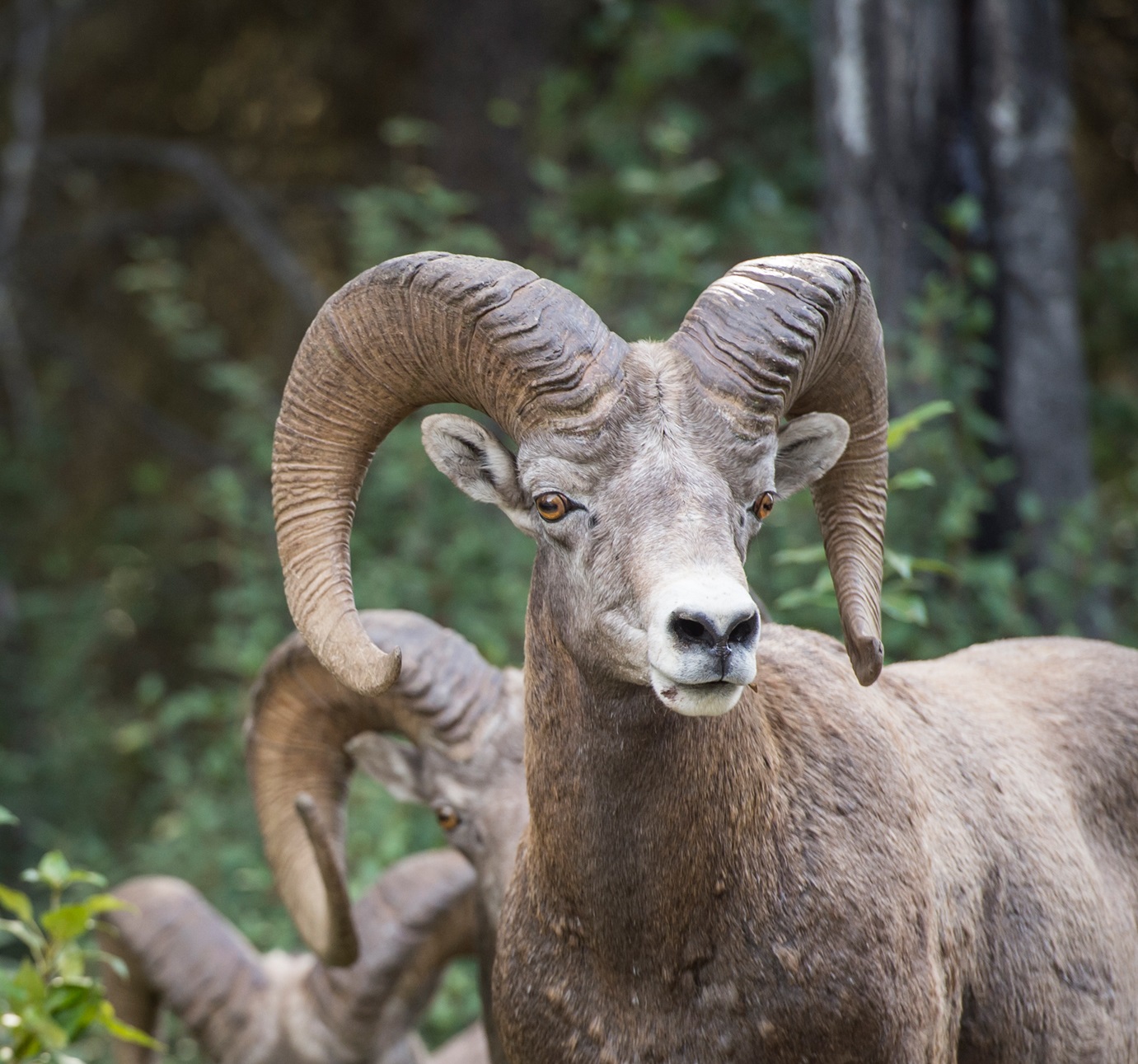 Three bighorn sheep stand one behind another with a forested background.