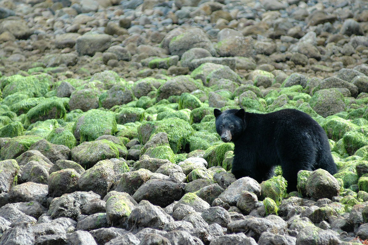 A black bear walks across a rocky shoreline. Some of the rocks are covered in green rocks behind the bear.