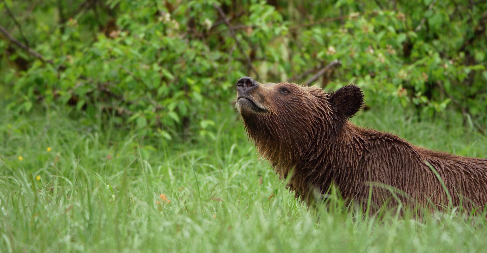 Great Bear Rainforest  | Spirit Bear Entertainment