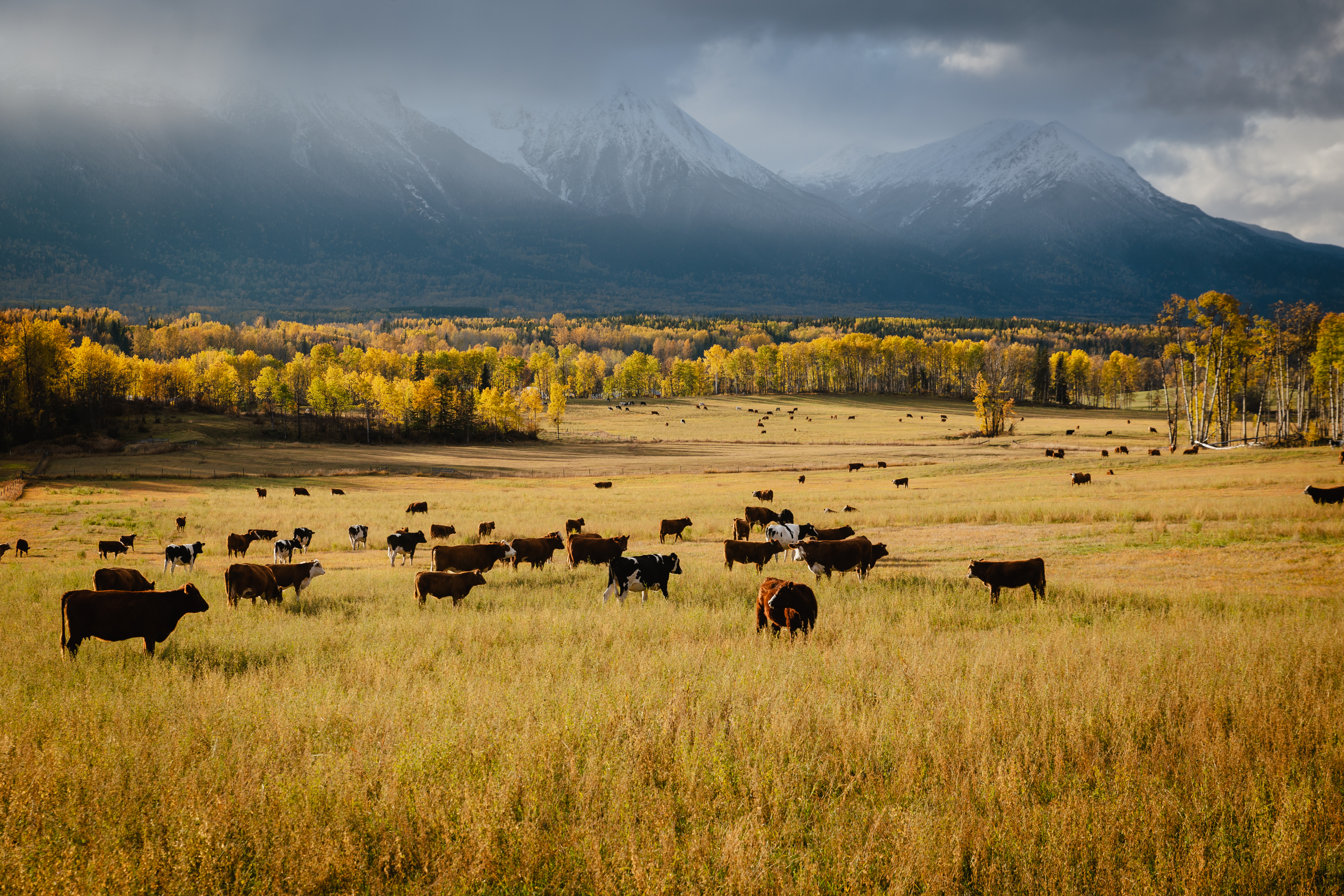 Bulkley Valley | Marty Clemens