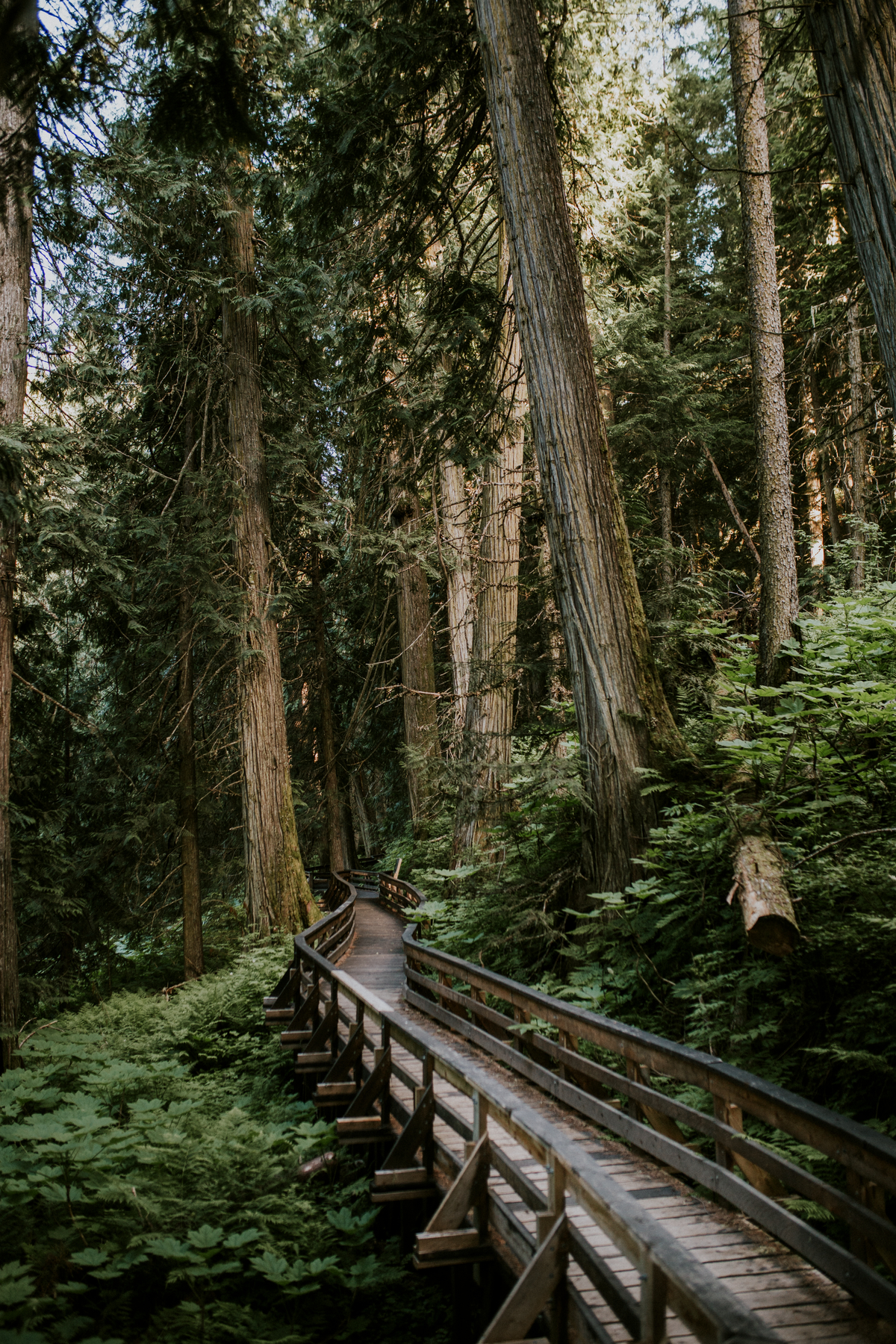 Ancient Forest/Chun T’oh Whudujut Provincial Park | Jongsun Park