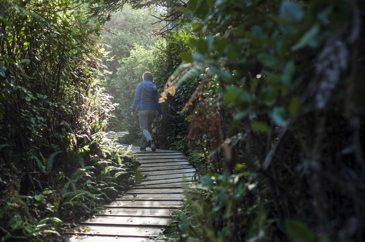 A person walks along a boardwalk surrounded by lush forests.