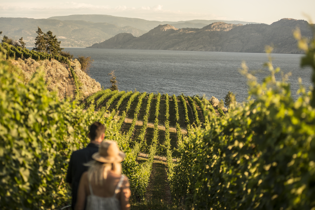 Evolve Cellars Vineyard with views of Okanagan Lake Kari Medig