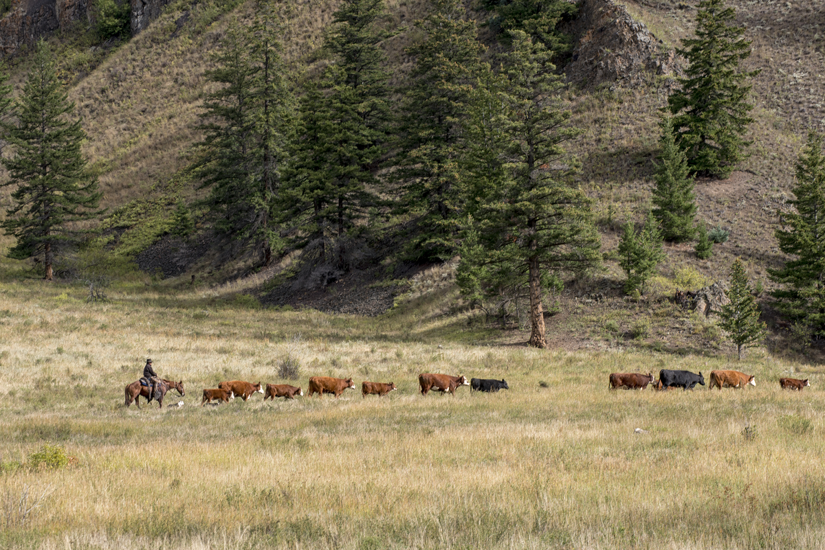 Dog Creek Valley in Churn Creek Protected Area Michael Bednar