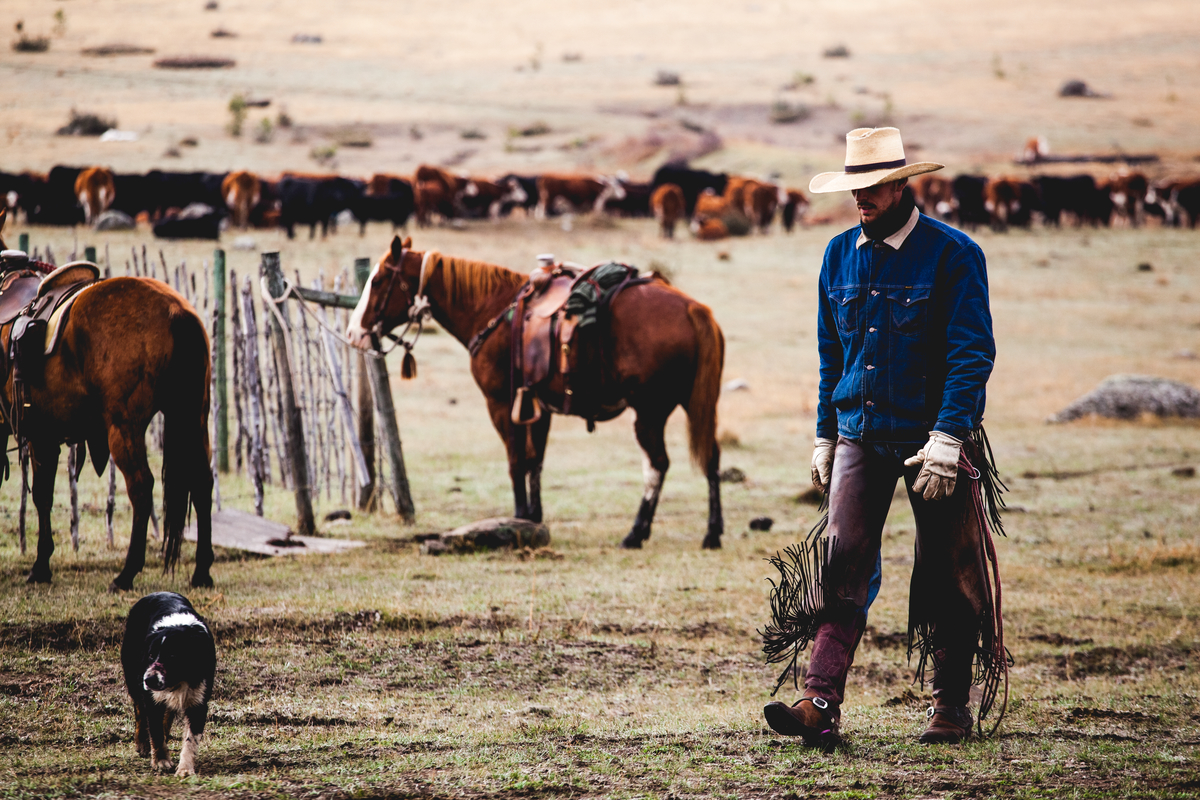 Kent Bernadet Cattle running near Riske Creek Ranch