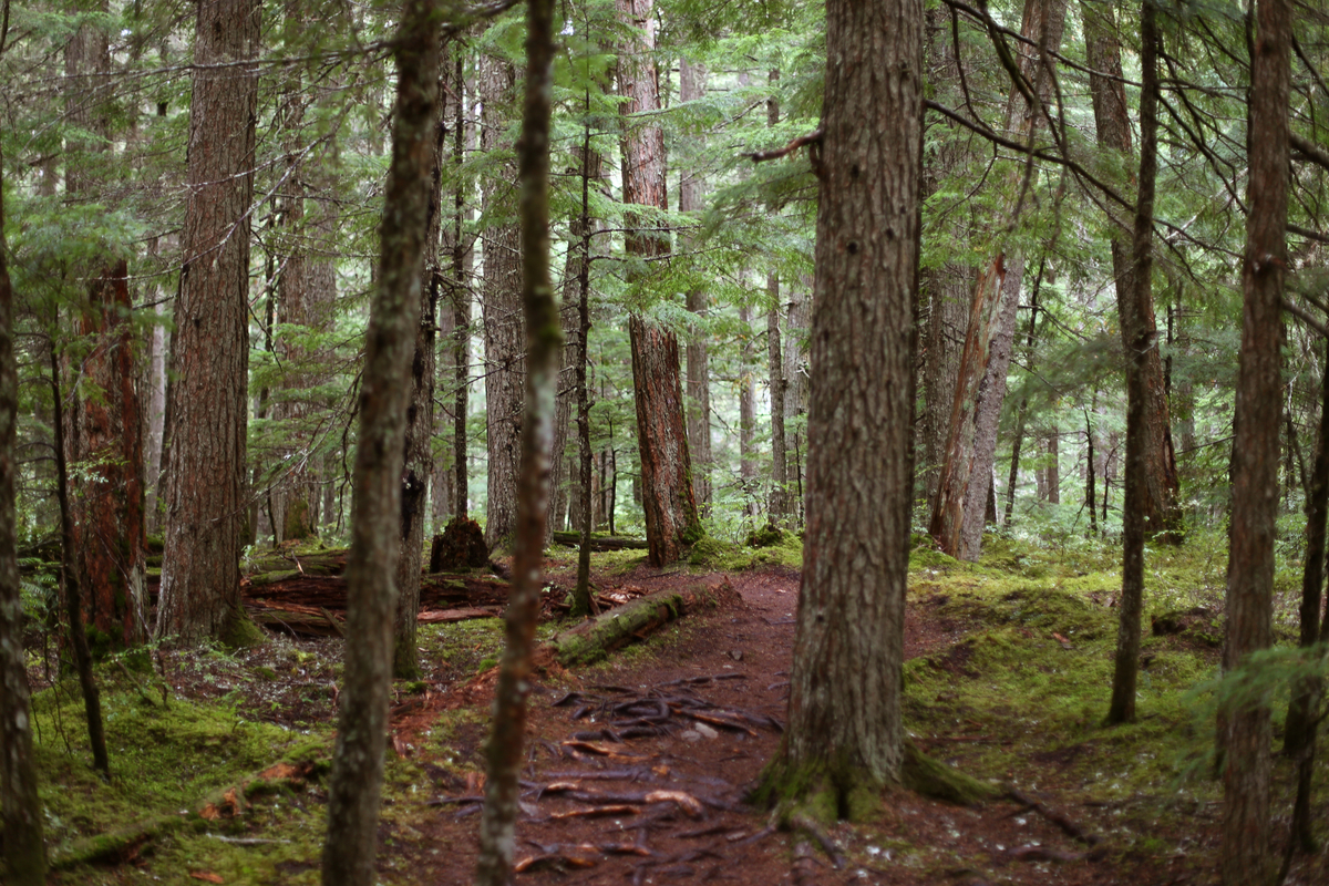 Forest in Whistler | BC Ale Trail