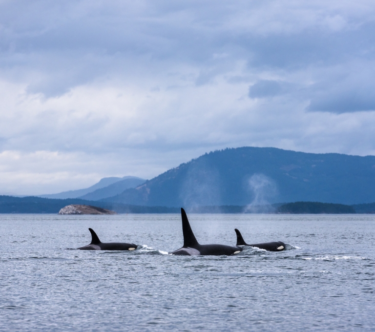 Three orcas swimming in the ocean, mountains are seen in the background.