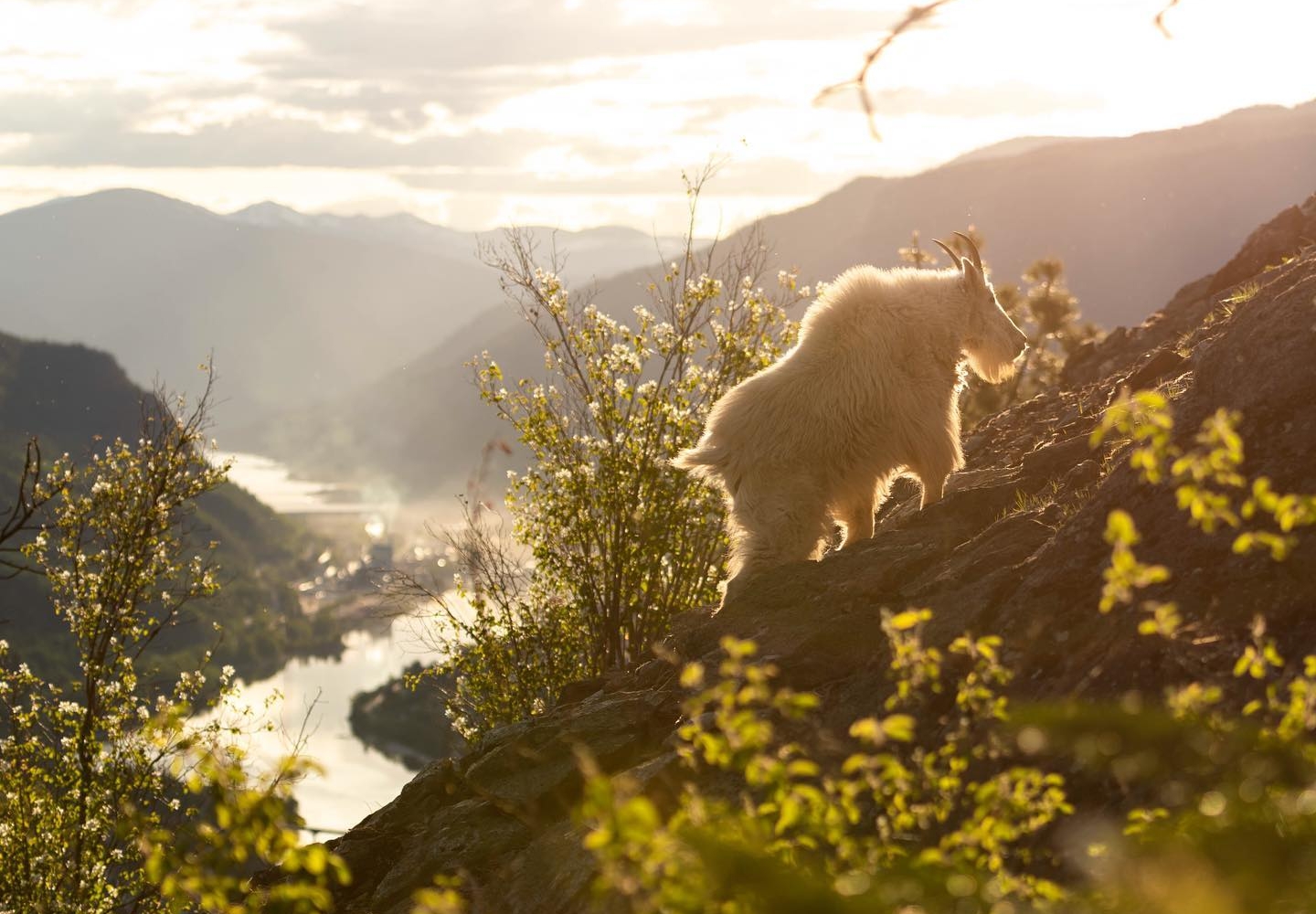 Golden hour goats. | @tyler_mckenzie