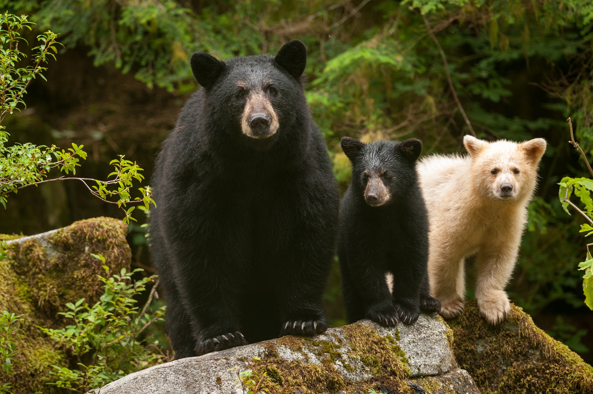 Mama black bear, a black bear cub and a Spirit bear cub on a log in the Great Bear Rainforest