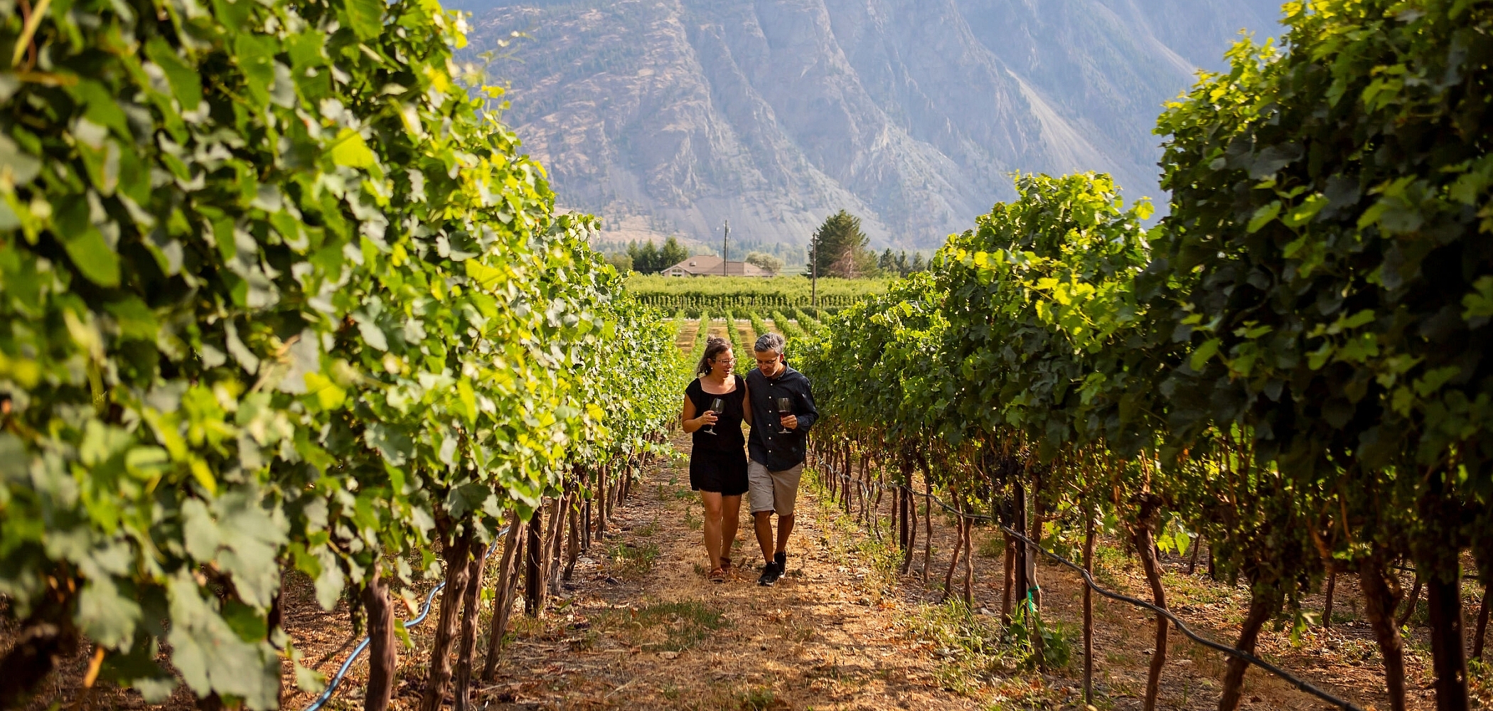 Couple walking through the vineyards at Corcelettes Estate Winery